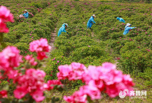 组图丨 鲜花经济 助农增收