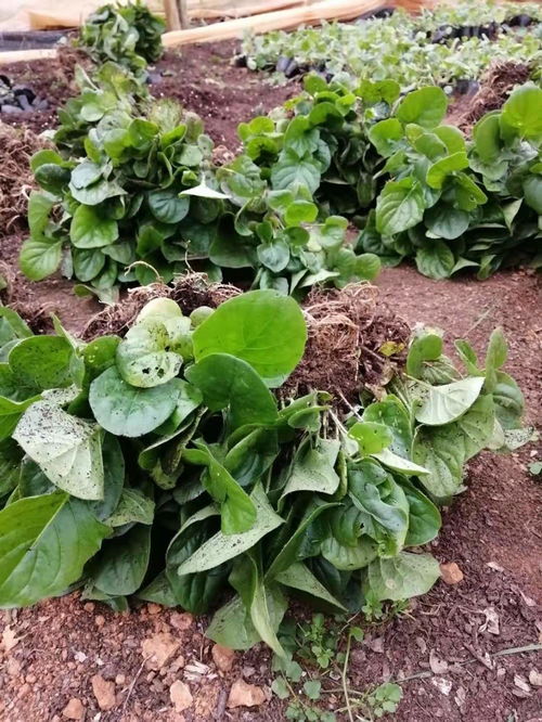 【福建非洲菊种植基地】- 