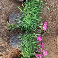 【晓敏花卉青州草花种植基地,湘潭青州草花基地品种繁多】- 