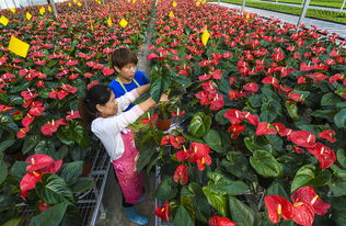 河北霸州 花卉种植助力乡村振兴