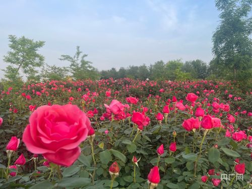 从花木种植到苗旅融合 新乡获嘉 花文章 育好 振兴苗 央广网