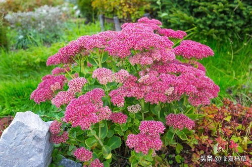 适合临夏地区栽植花卉品种推介