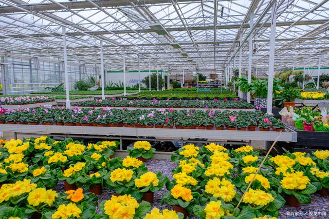 花卉大棚是一种专门用于种植花卉的温室,其主要功能是为花卉.