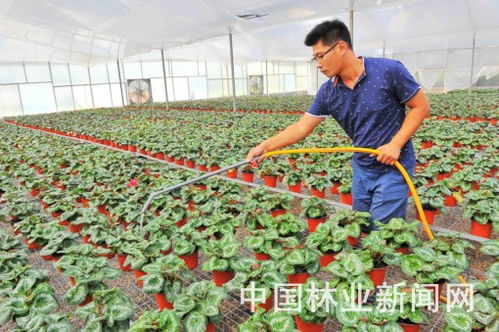 潍坊企业发展转型种花卉