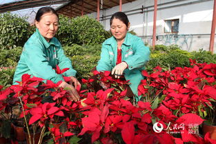 新疆额敏县植绿育花扮靓城市景观 组图