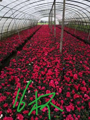 西南地区花卉种植基地西洋鹃 比利时鹃杯苗